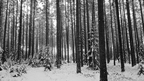 Trees in forest during winter