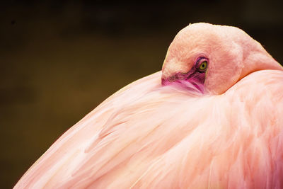 Close-up of a bird