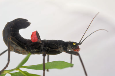 Close-up of black velvet stick insect 