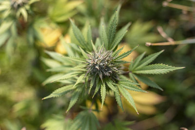 Close-up of a plant