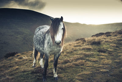 Horse standing in a field