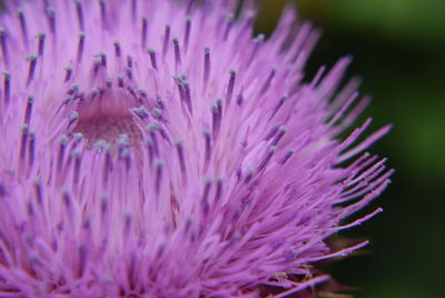 Close-up of purple flowers