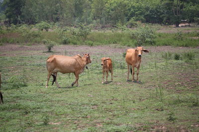 Horses in a field