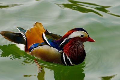 Close-up of duck swimming in lake