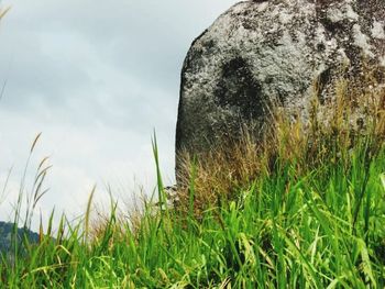 Plants growing on grassy field