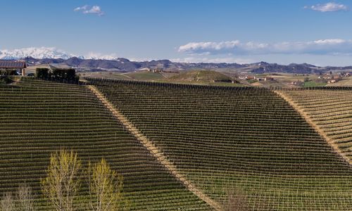 Scenic view of agricultural field against sky