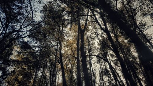 Low angle view of trees in forest