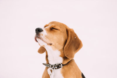 Close-up of a dog over white background