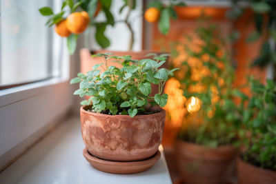 Close-up of potted plant