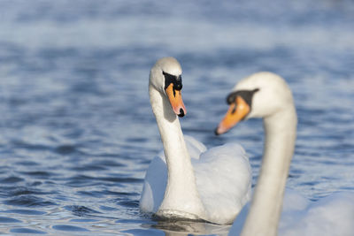 Swan swimming in water