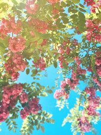 Low angle view of tree against sky