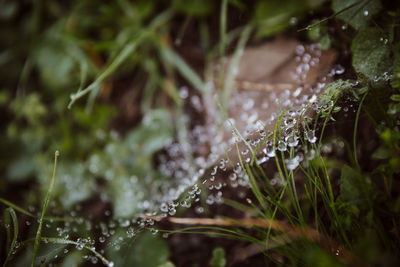 Dew and cobweb