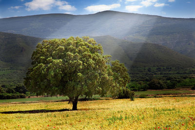 Landscape with tree and sunshine