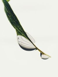 Close-up of leaf against white background