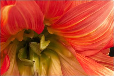 Full frame shot of flower