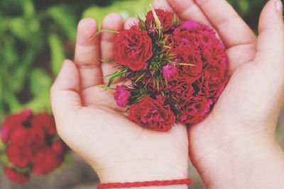 Close-up of hand holding red rose flower