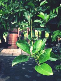 Close-up of fresh green leaves