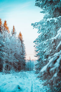 Snow covered pine trees in forest against sky