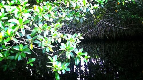 Plant growing in water