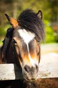 Close-up portrait of a horse