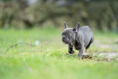 View of a dog on field