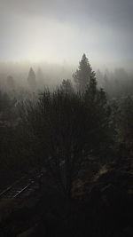 Trees in forest against sky