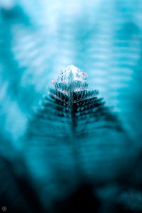 Close-up of turtle in the sea