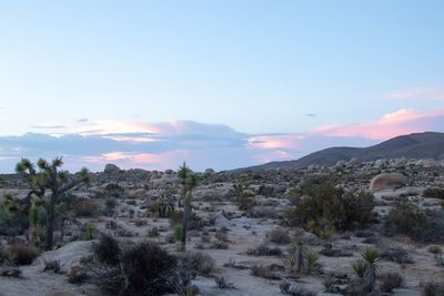 Scenic view of landscape against sky during sunset