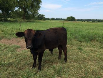 Cattle standing in grassy field