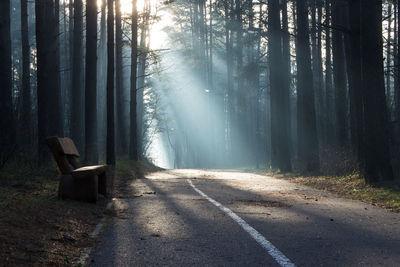 Low angle view of empty road along trees in forest