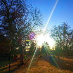 Sun shining through trees