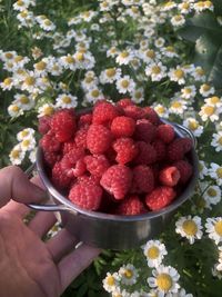 Midsection of person holding strawberries in container