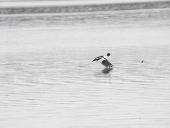 Seagull swimming in lake