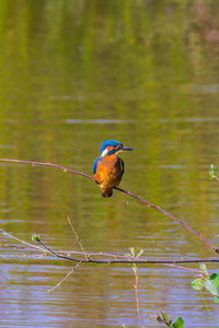 Bird perching on a branch