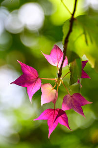 Close-up of pink maple leaves on plant