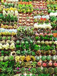 Plants growing on field