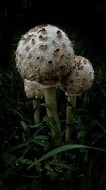 Close-up of fly agaric mushroom