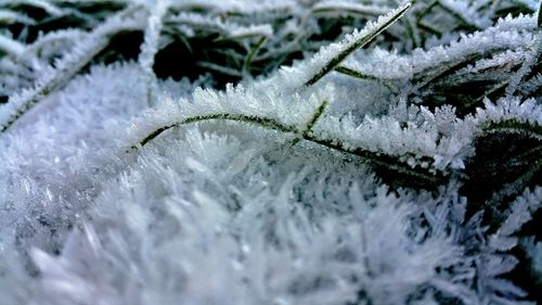 Close-up of frozen water