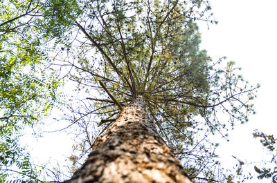 Low angle view of tree against clear sky