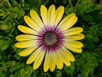 Close-up of yellow flower