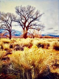 Bare trees on field against sky
