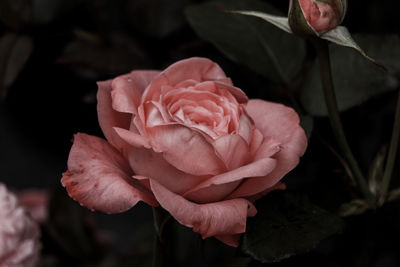 Close-up of pink rose blooming outdoors