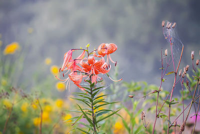 Close-up of flowering plant