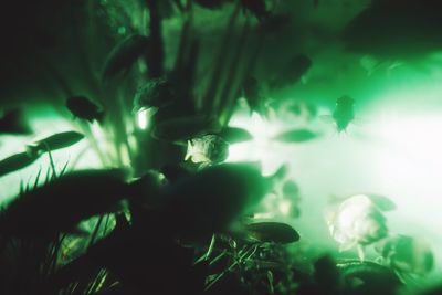 Close-up of plant