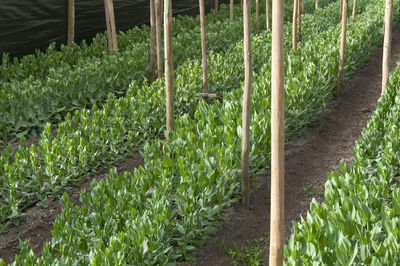 Plants growing in greenhouse