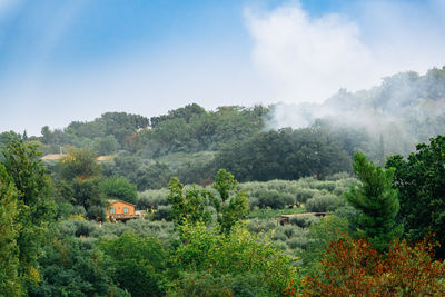 nature