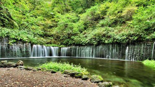 Scenic view of waterfall in forest