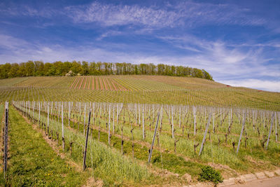 Scenic view of vineyard against sky