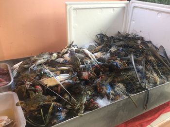 Close-up of crab