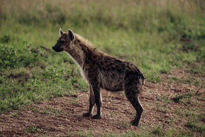 hyena